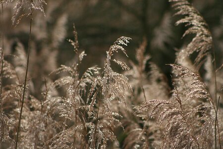 Plant winter reed