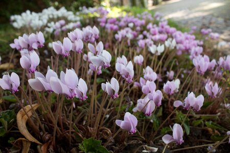 Lush new life season
