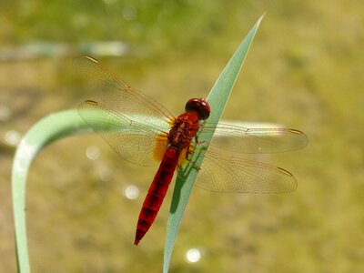 Wetland flying insect erythraea crocothemis photo