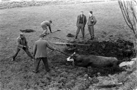 Koe wordt uit sloot getrokken, Bestanddeelnr 919-1331