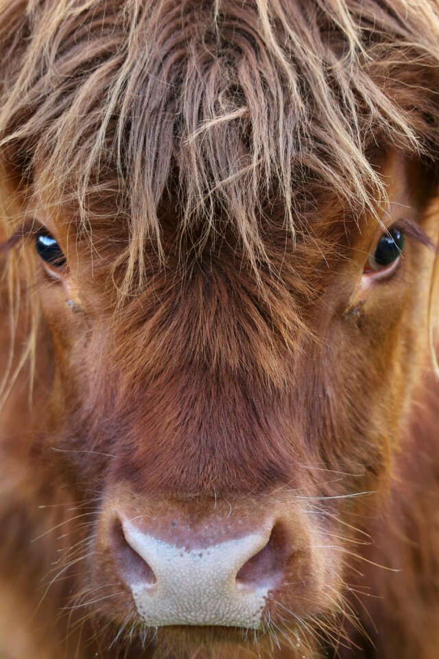Mammal young cute