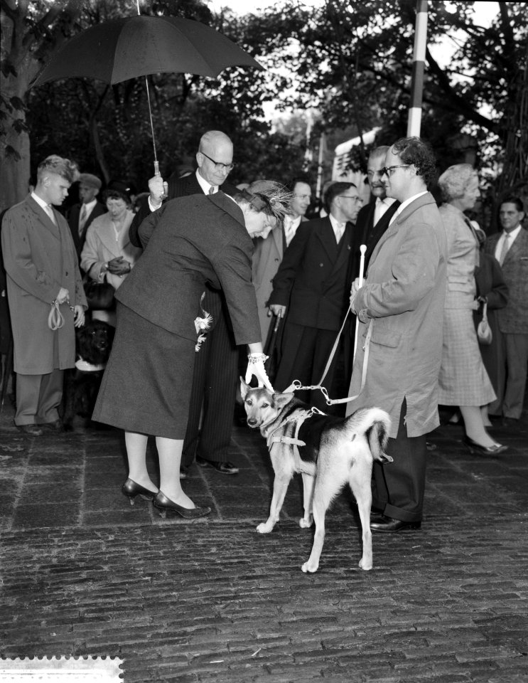 Koningin Juliana aait een hond, Bestanddeelnr 911-6208