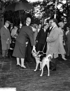Koningin Juliana aait een hond, Bestanddeelnr 911-6208
