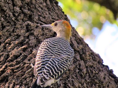 Woodpecker wildlife tree photo