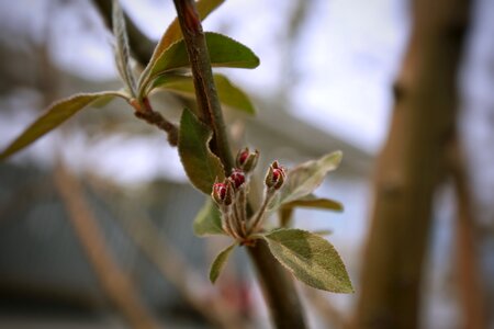 Nature branch bud