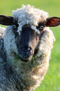 Grass sheep field photo