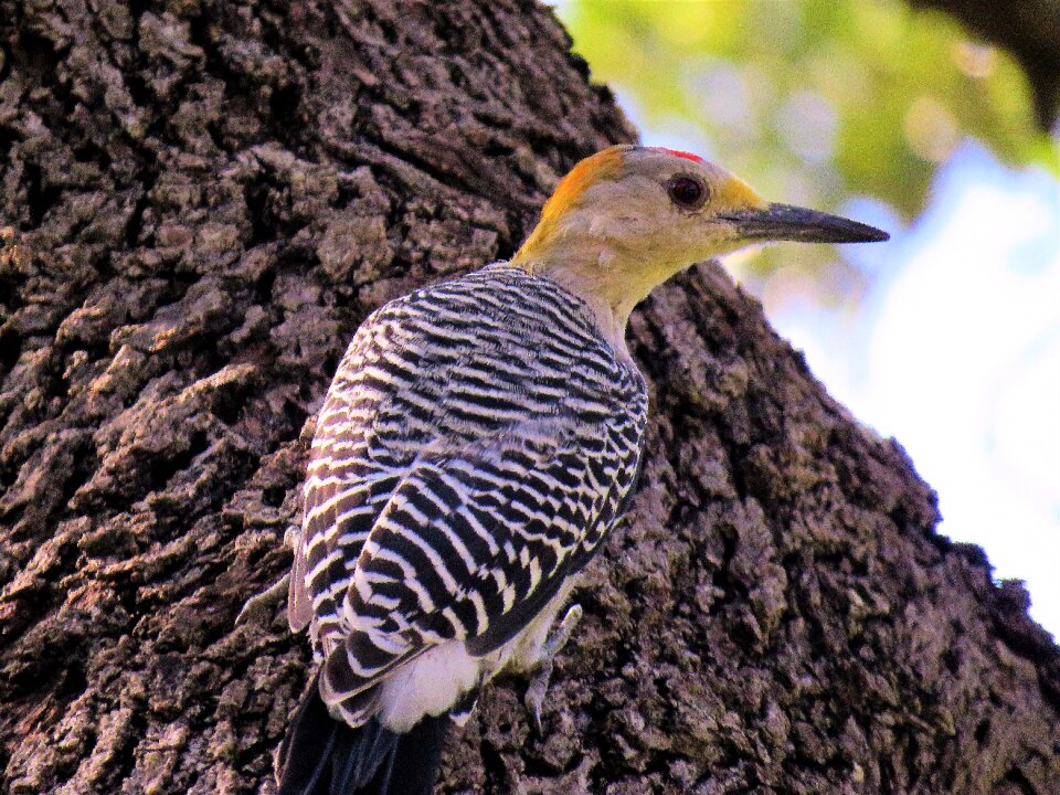 Up close tree wildlife