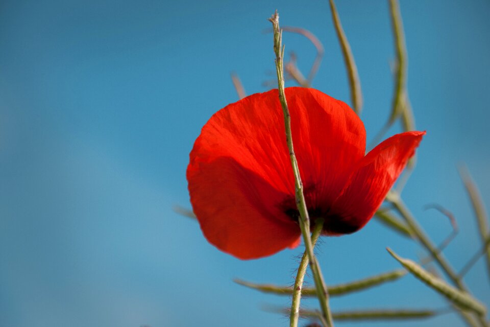 Flower nature poppy flower
