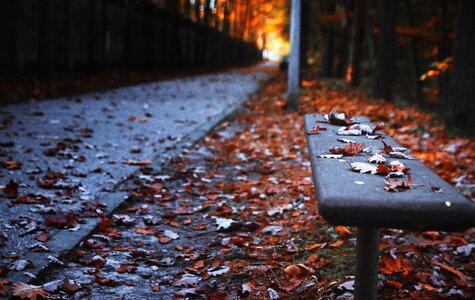 Park leaf tree photo