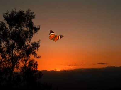 Orange butterfly flying photo
