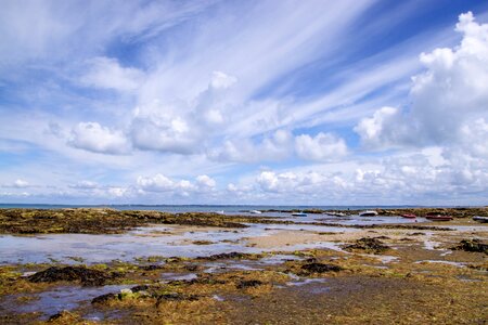 Alga algae ocean