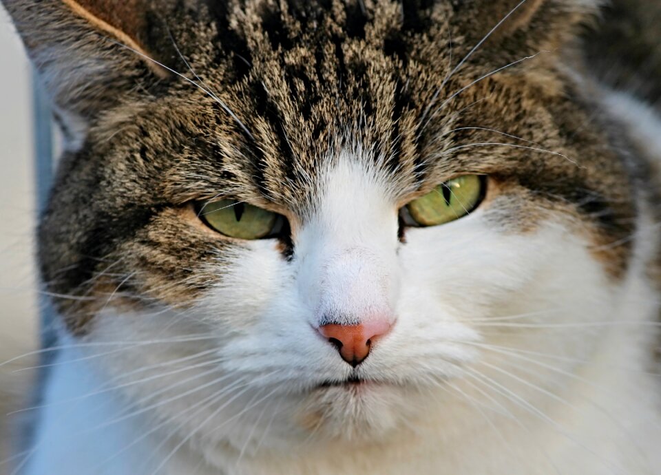Disturb portrait close up