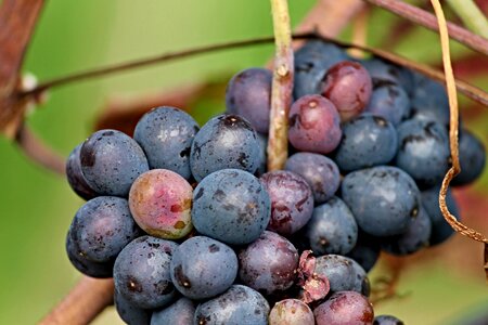 Fruit eat vine