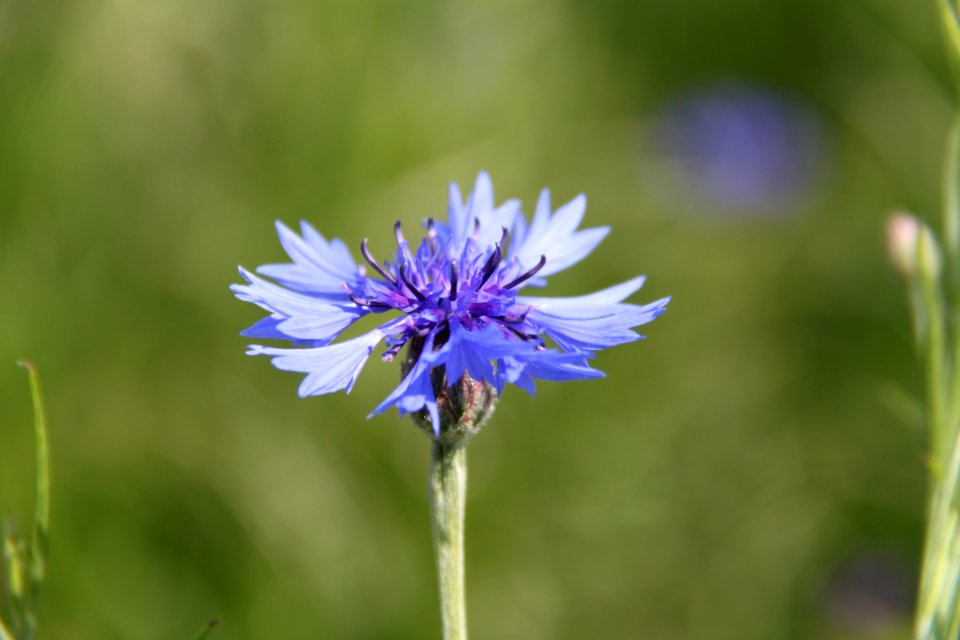 Kornblumen 2012-05-26-7006