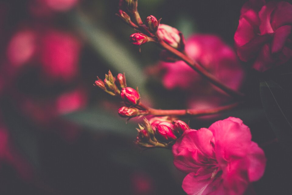 Bloom garden plant
