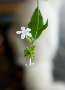 White flowers natural 5 wings