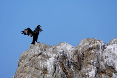 Kraehenscharbe.auf.Granitfelsen.Ile.Rouzic