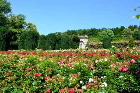Kronberg, Rosarium im Park von Schloss Friedrichshof