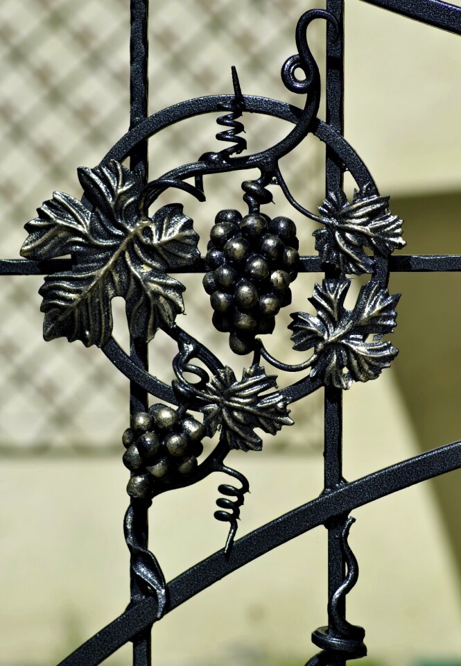 Branch wine grapes