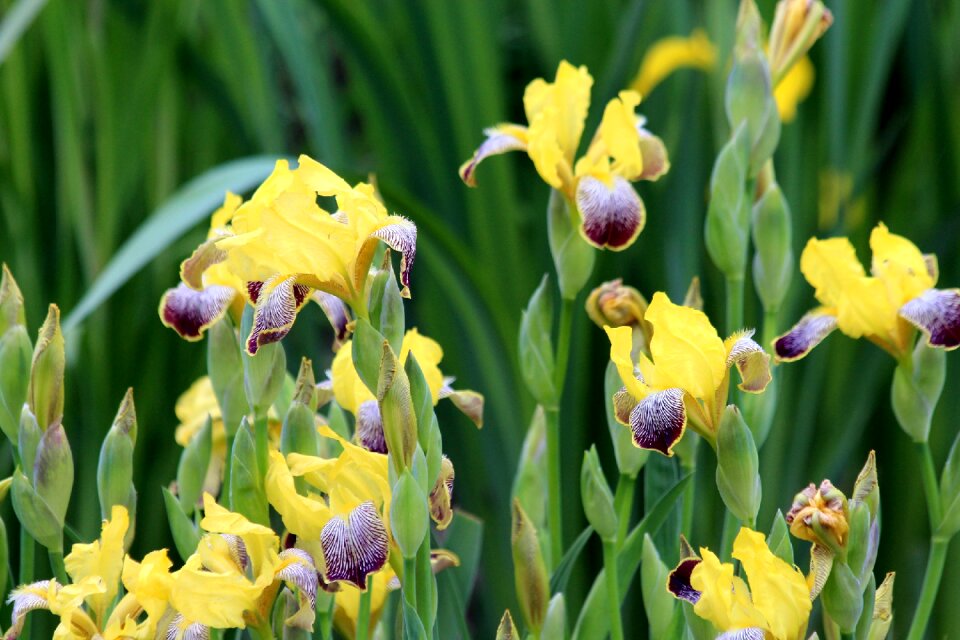 Nature a yellow flower summer