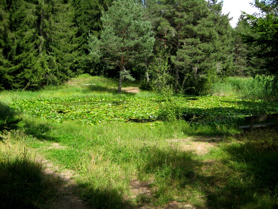 Kreuzerweiher in Glaning 1