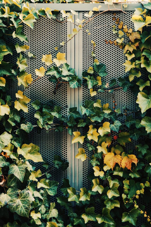 Nature outdoor vines
