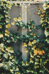 Nature outdoor vines photo