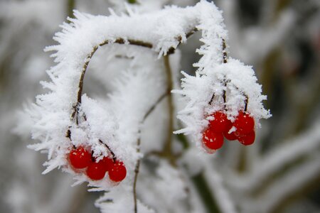 Season snow fruits photo