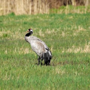 Kranichtanz.P1056459