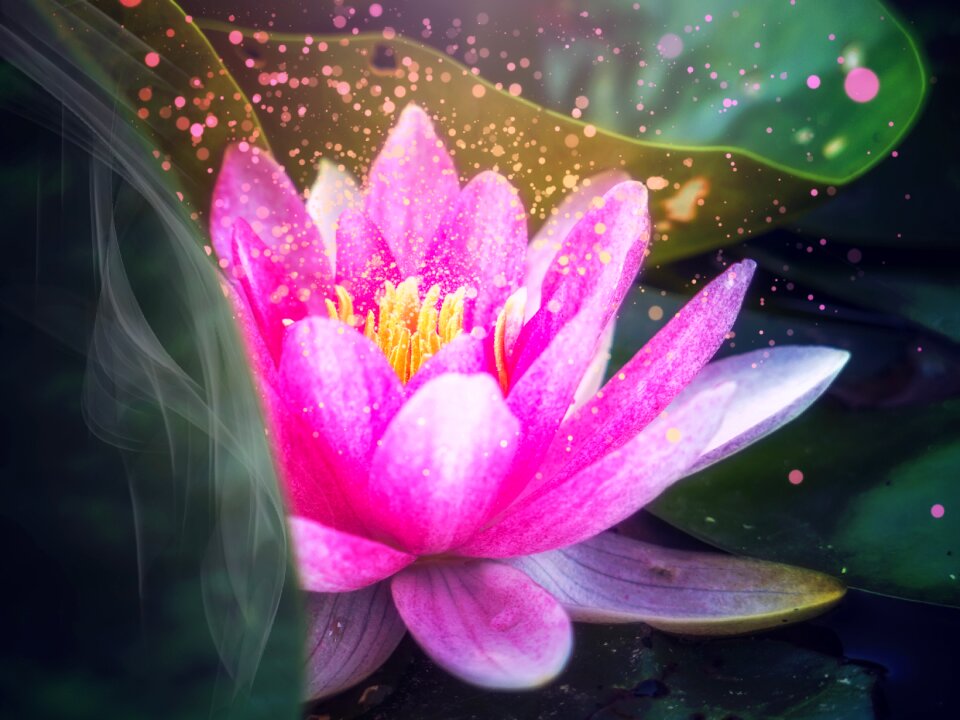 Flower spiritual zen