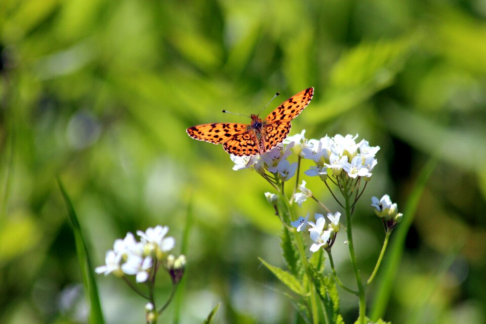 Nature summer plant