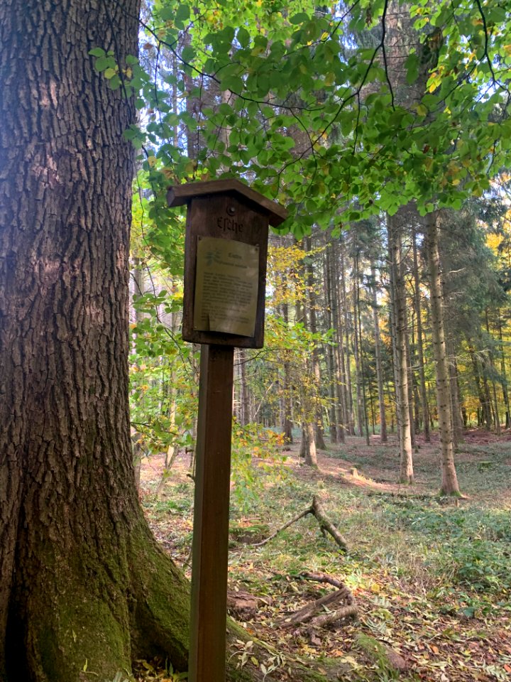 Kronberg, Esche an der Antoniuskapelle, Schild