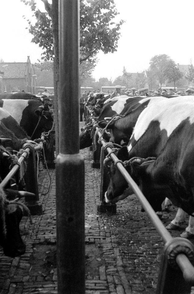 Koeienmarkt te Purmerend, Bestanddeelnr 911-6512