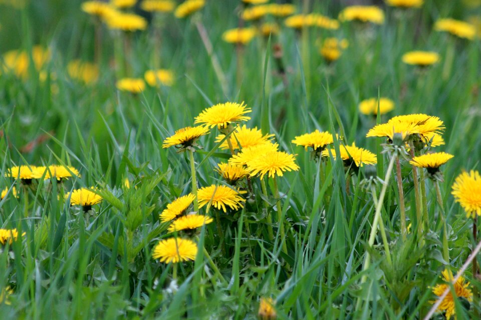 Summer nature plant photo