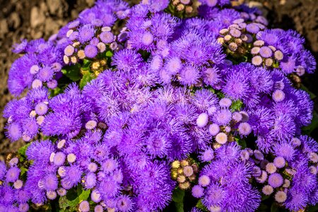 Summer uk bloom