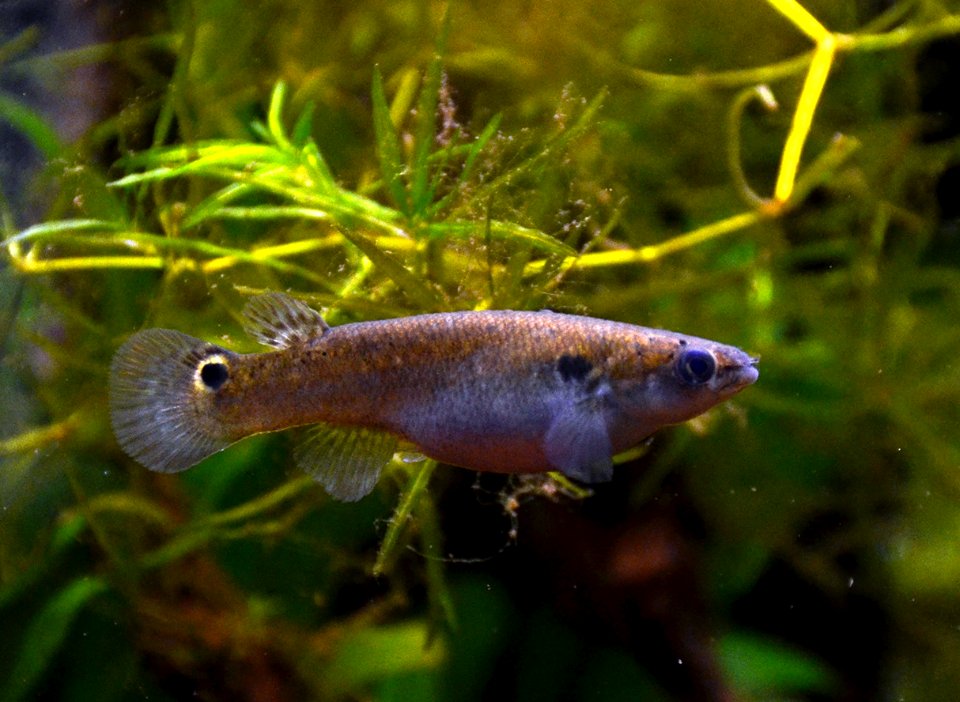 Kryptolebias marmoratus Aquarium tropical du Palais de la Porte Dorée 10 04 2016 2