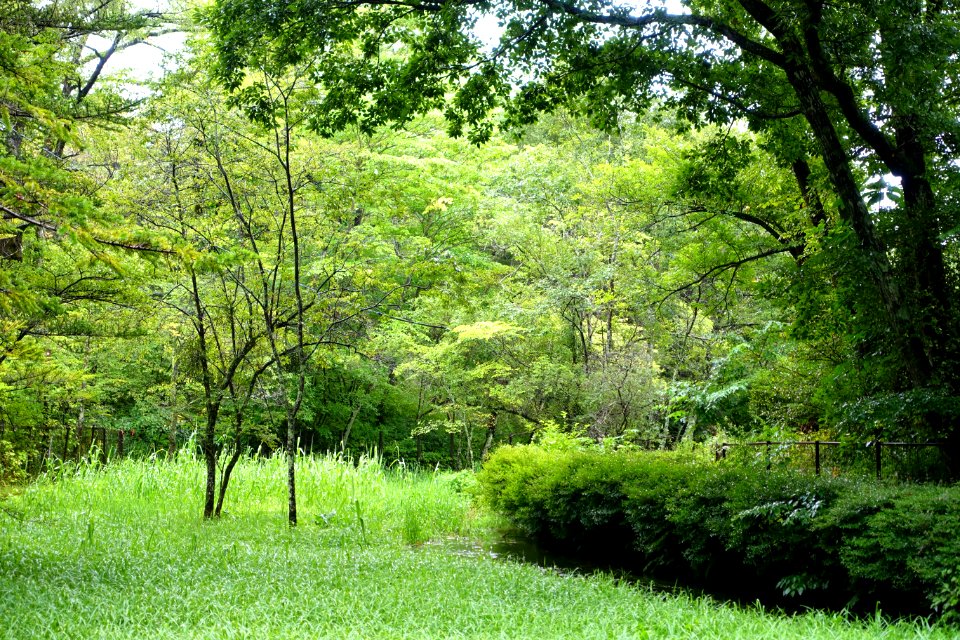 Kumoba-ike - Karuizawa, Japan - DSC02135