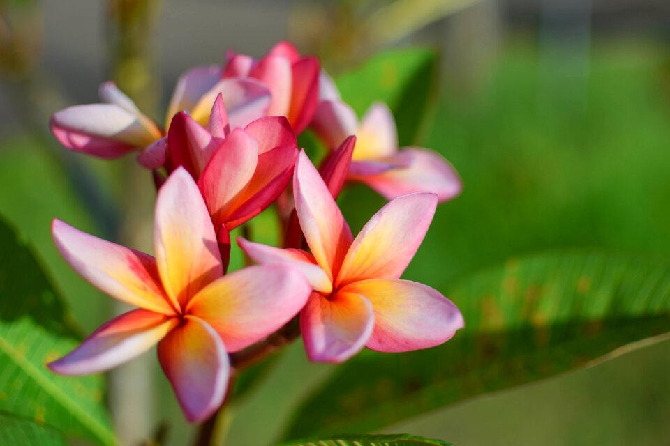 Flower color plumeria
