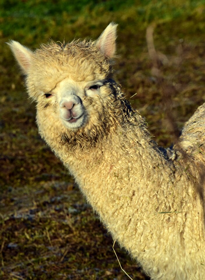 Fur nature animal world