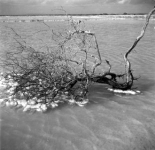 Dode boom in de zoutpannen op Bonaire, Bestanddeelnr 252-8396