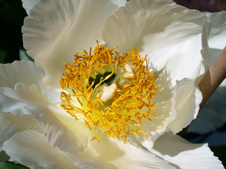 Insect pollen nature