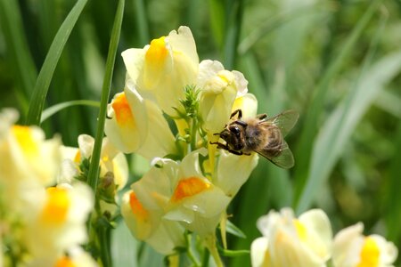 Pollination blossom bloom