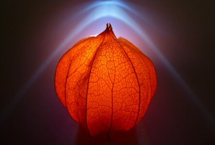 Close up autumn flower decoration