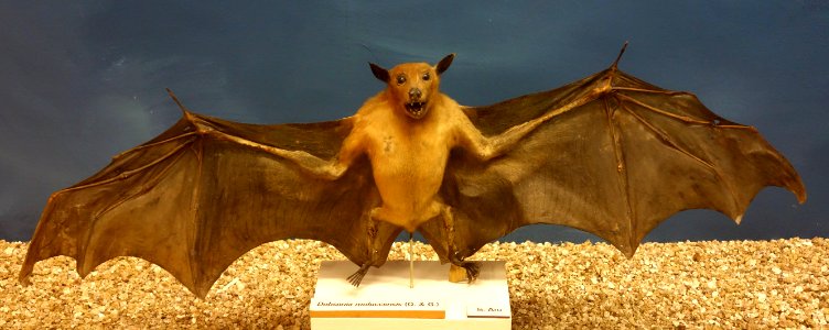Dobsonia moluccensis - Museo Civico di Storia Naturale Giacomo Doria - Genoa, Italy - DSC02537