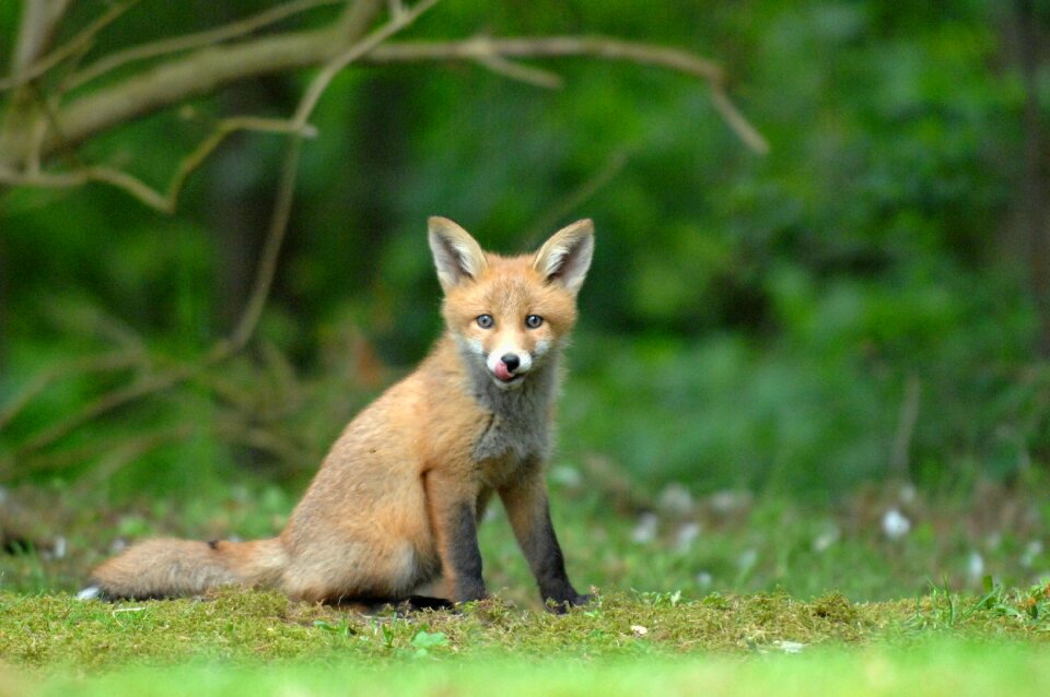 Mammals wild outdoor photo