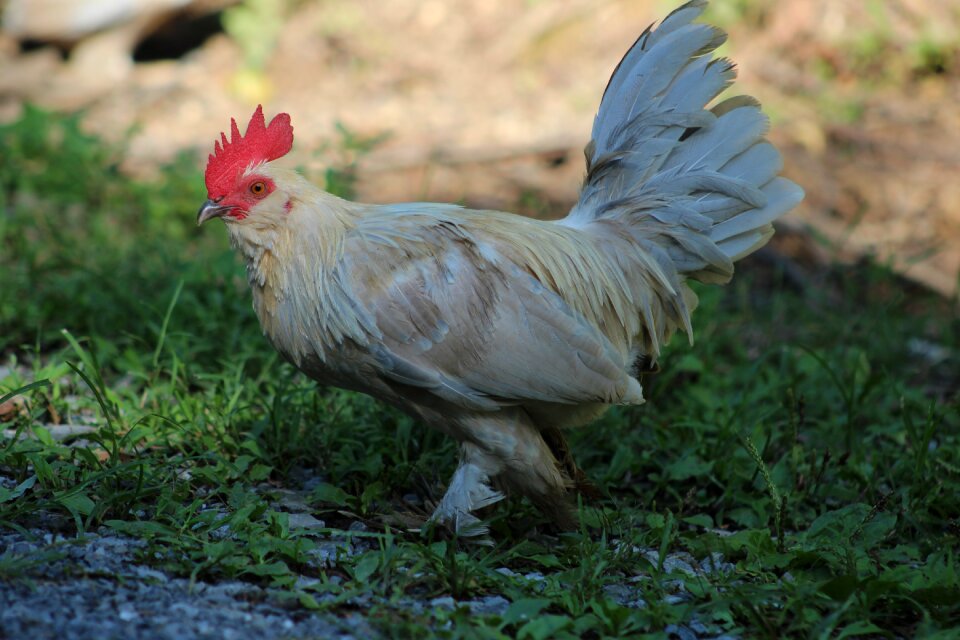 Bird farm animal photo