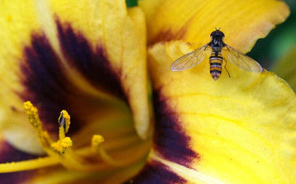 Flower insect hover fly
