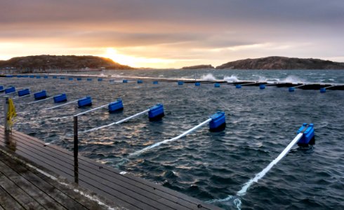 Dock fingers floating high in Lysekil during Storm Ciara 2 photo