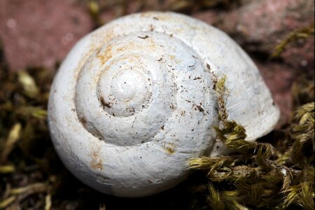 Nature snail shell spiral photo