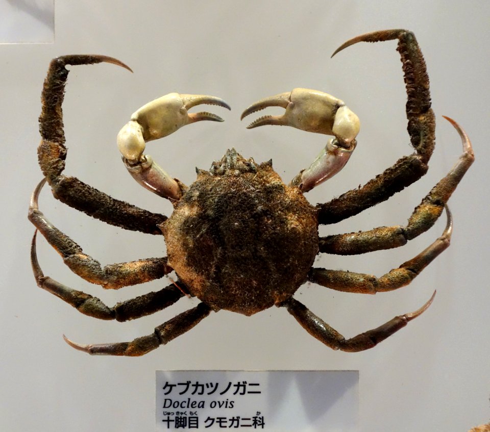 Doclea ovis - National Museum of Nature and Science, Tokyo - DSC07558